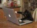 typcat.gif
